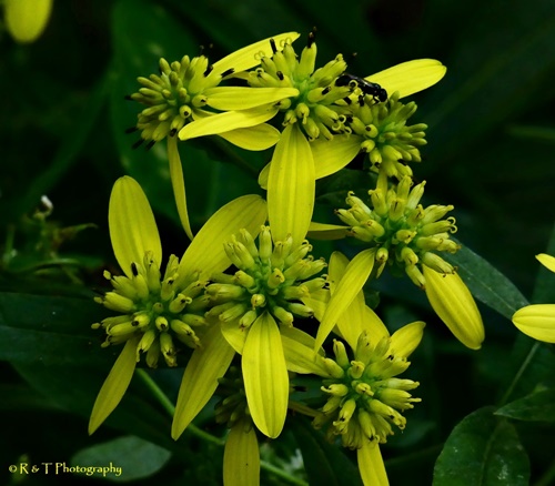 {Verbesina alternifolia}